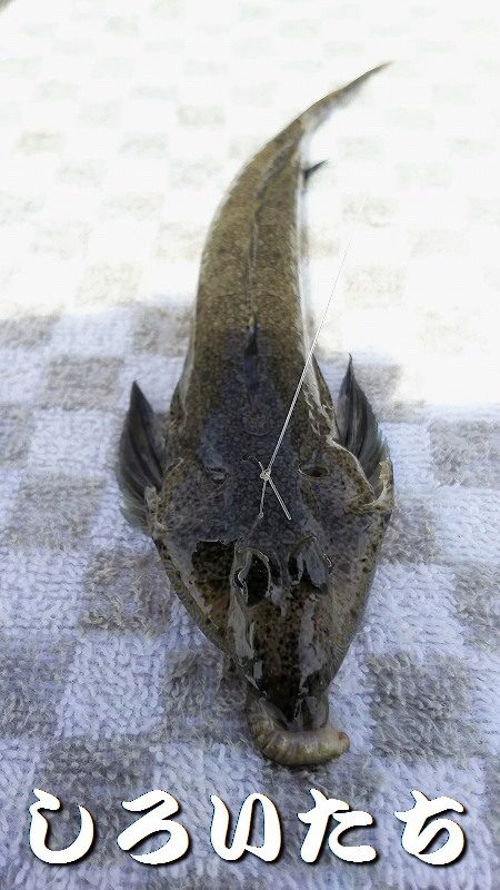 ２日目！キスとアジ。