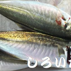 キス＆アジを求めて、日本海へ！