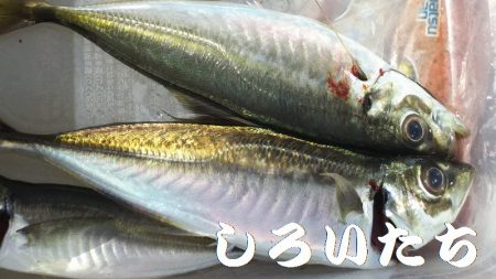 キス＆アジを求めて、日本海へ！