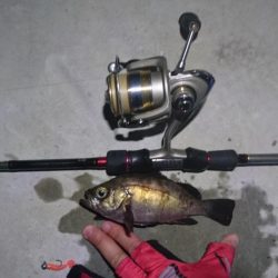 楽しいメバリング