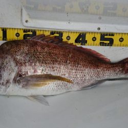 徳島県南タイラバ&ライトジギング