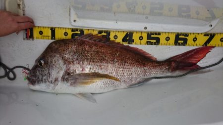 徳島県南タイラバ&ライトジギング