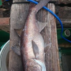 アカムツ  江見港稲荷丸