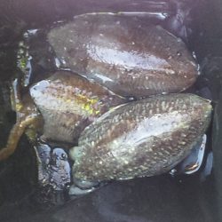 コウイカ釣行