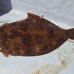 良型ヒラメ キターー