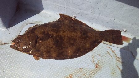 良型ヒラメ キターー