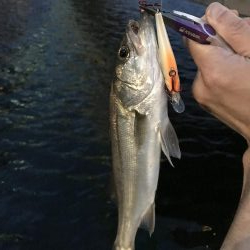 ロッパチがハマった日