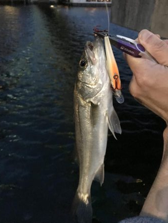 ロッパチがハマった日