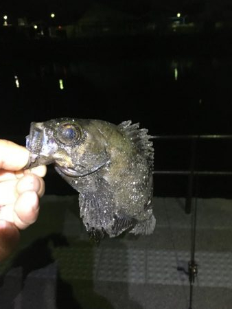 むずかしかったです