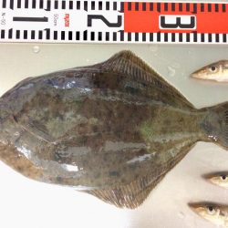 キロ超え釣れました〜