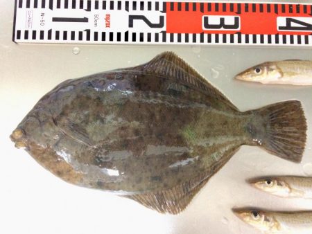 キロ超え釣れました〜