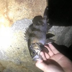 好調メバリング♪