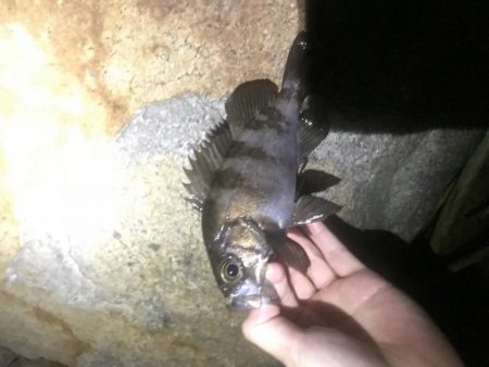 好調メバリング♪