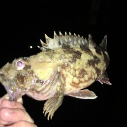 まさかのヒラメ