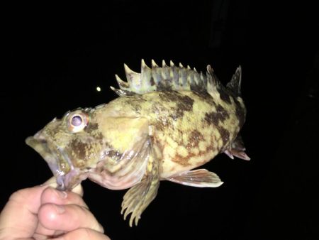 まさかのヒラメ