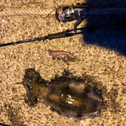 やっぱりエギング