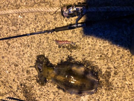 やっぱりエギング