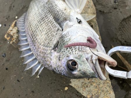 チヌボーンボン