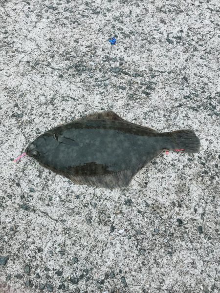 久しぶりの釣果