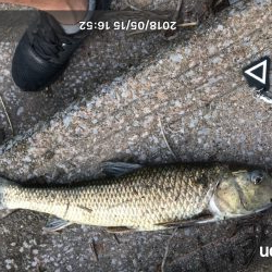 連日ニゴイング