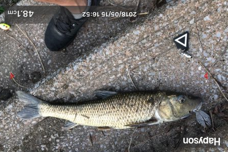 連日ニゴイング