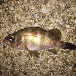 とりあえずメバル