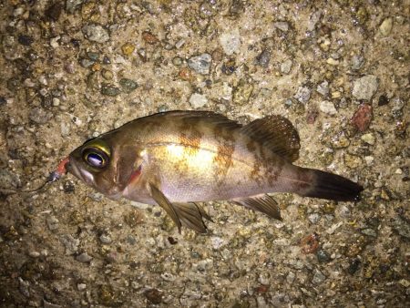 とりあえずメバル