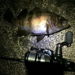 回遊型メバル？