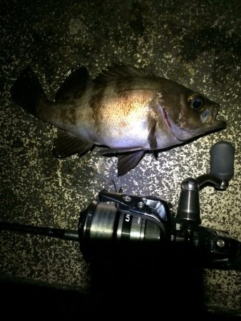 回遊型メバル？