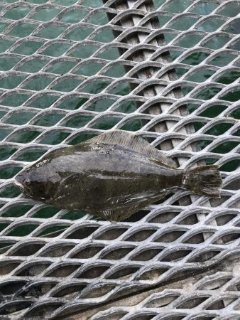 デカヒラメを求めて