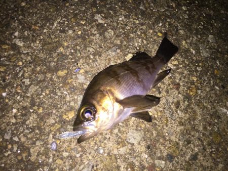 今日もメバリングちびっ子編