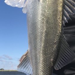 霞水系 鰐川 シーバス釣果