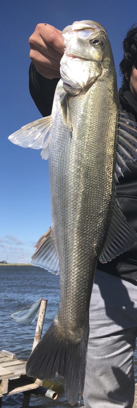 霞水系 鰐川 シーバス釣果