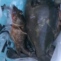 芦屋のグレ開幕戦