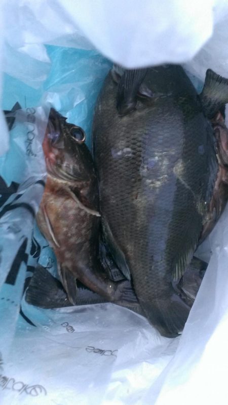 芦屋のグレ開幕戦