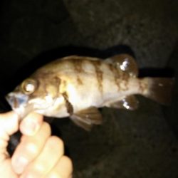 鮎竿でメバル釣り