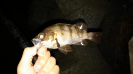 鮎竿でメバル釣り