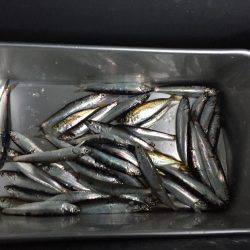 小イワシ釣り