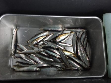 小イワシ釣り