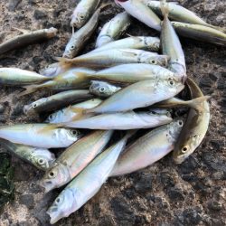 豆アジ釣れました