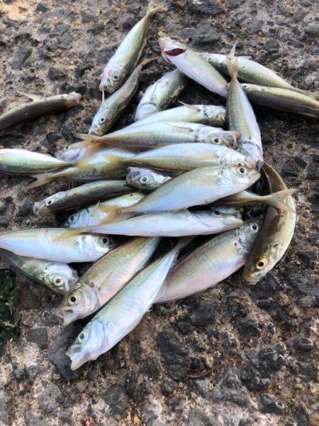 豆アジ釣れました