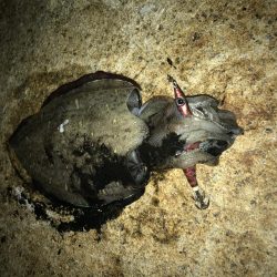 やぱいよ〜やぱいよ〜