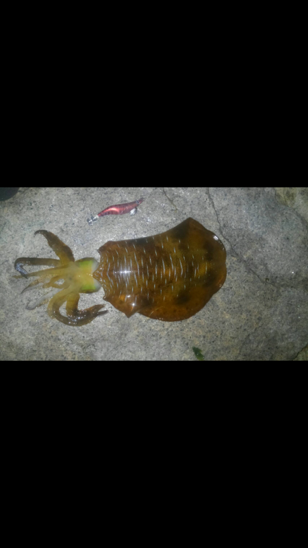 キャプテン〜奥気持ち〜^o^