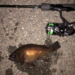 神戸メバリング2