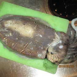 キロに届かず。