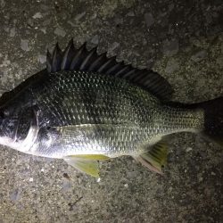 爆風の天保山、キビレ含む16連発！