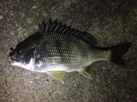 爆風の天保山、キビレ含む16連発！