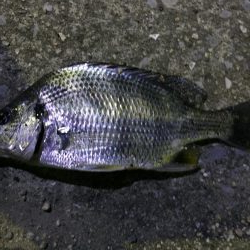 天保山、キビレ4枚含む20連発