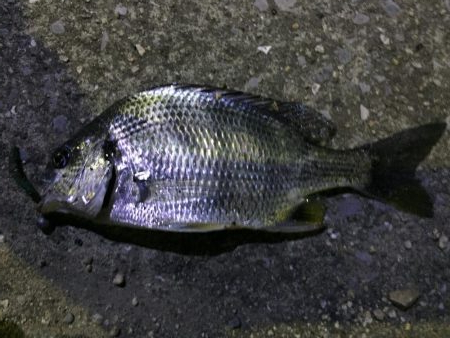 天保山、キビレ4枚含む20連発