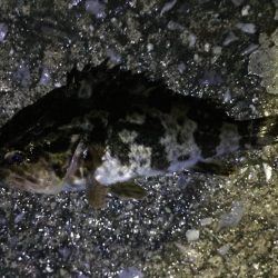 天保山、ダウンショットでタケノコ7匹。